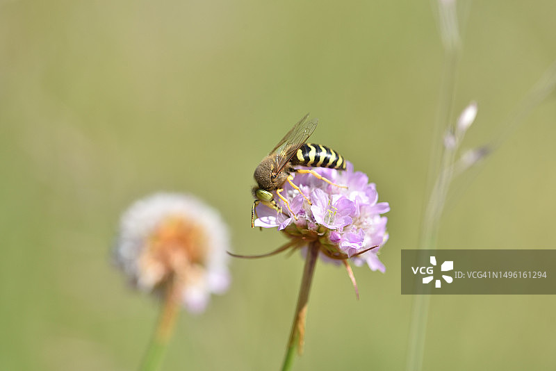 长花亚麻荠与昆虫图片素材