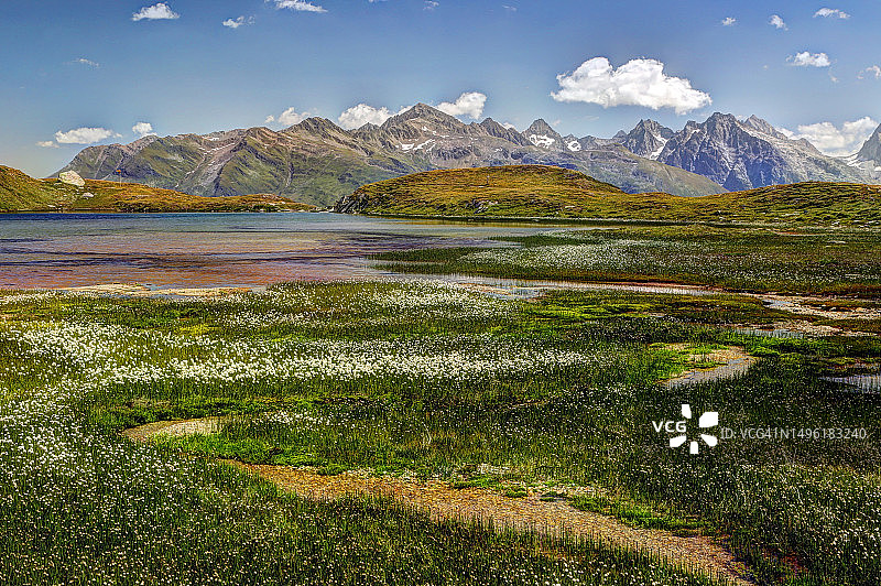 约斯特湖畔被普通棉草覆盖的景色图片素材