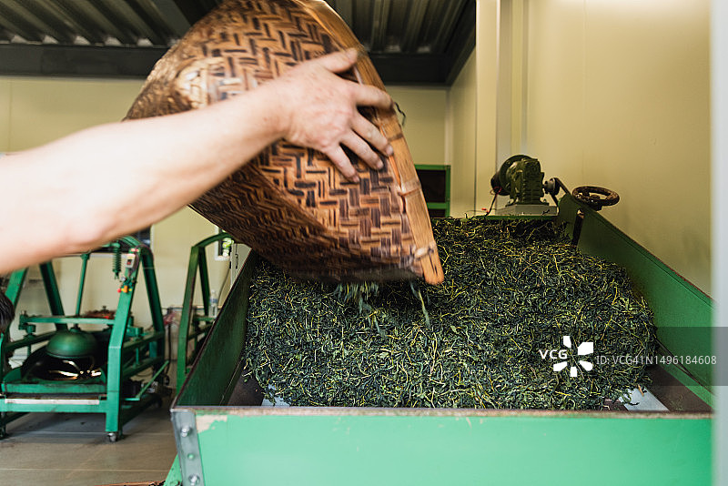 茶艺师手工将茶叶运送到烘焙机图片素材