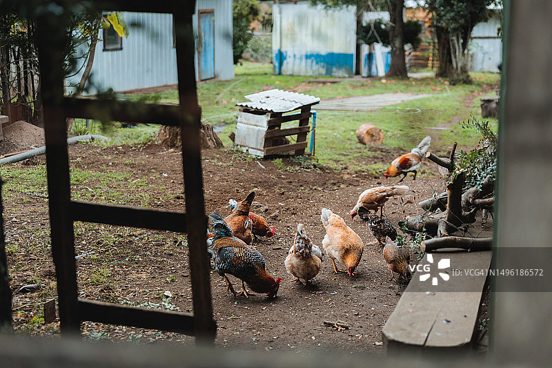 乡村房屋后院的田园风光，鸡在地上觅食图片素材