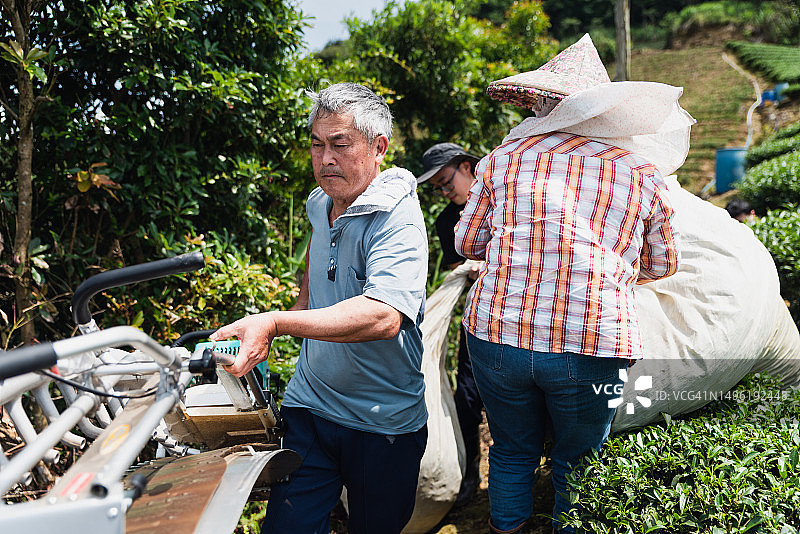 一家三口使用采茶机图片素材