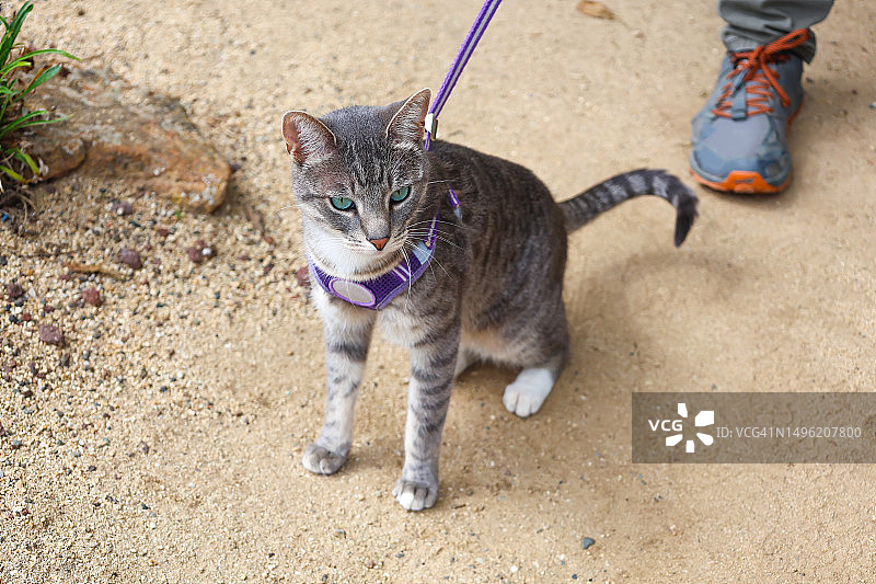 拴着牵引绳的家猫图片素材