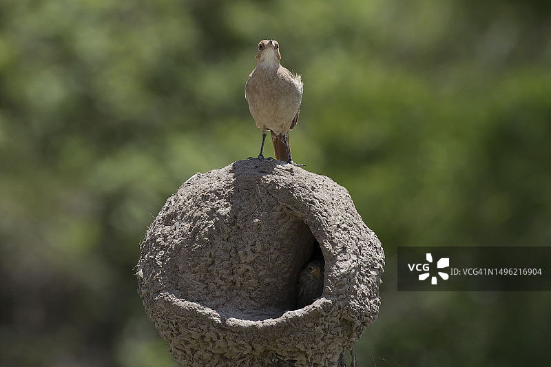 棕灶鸟图片素材