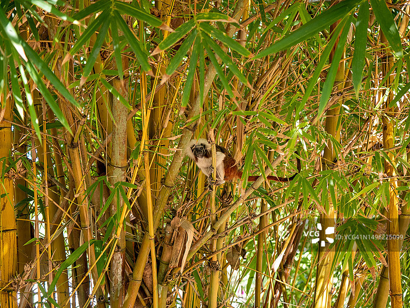 悬挂在树上的棉顶绢毛猴图片素材