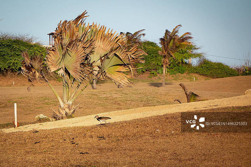 在有风的日落时分，南美洲凤头麦鸡走在干燥的道路上图片素材