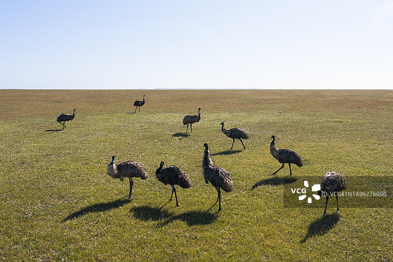 鸸鹋，艾尔半岛，南澳大利亚图片素材