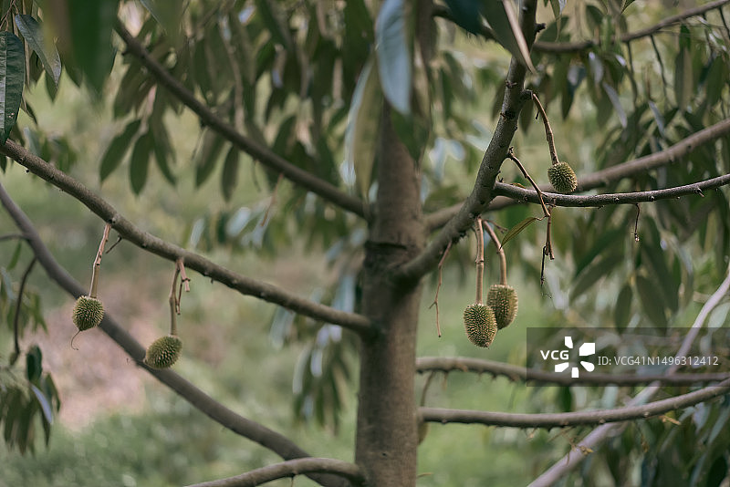 榴莲树枝上悬挂的小榴莲，东南亚著名水果之王图片素材