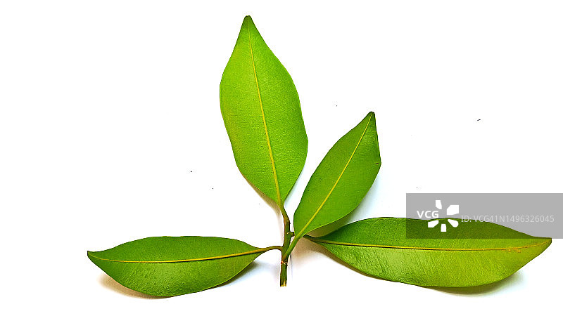 白色背景上孤立的龙眼树叶图片素材