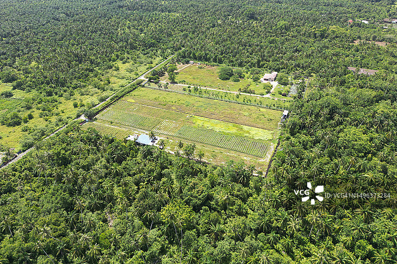 森林树冠之上的平坦陆地鸟瞰图图片素材