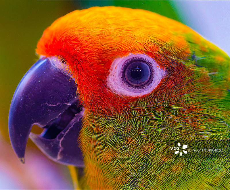 鲜艳的热带鹦鹉图片素材