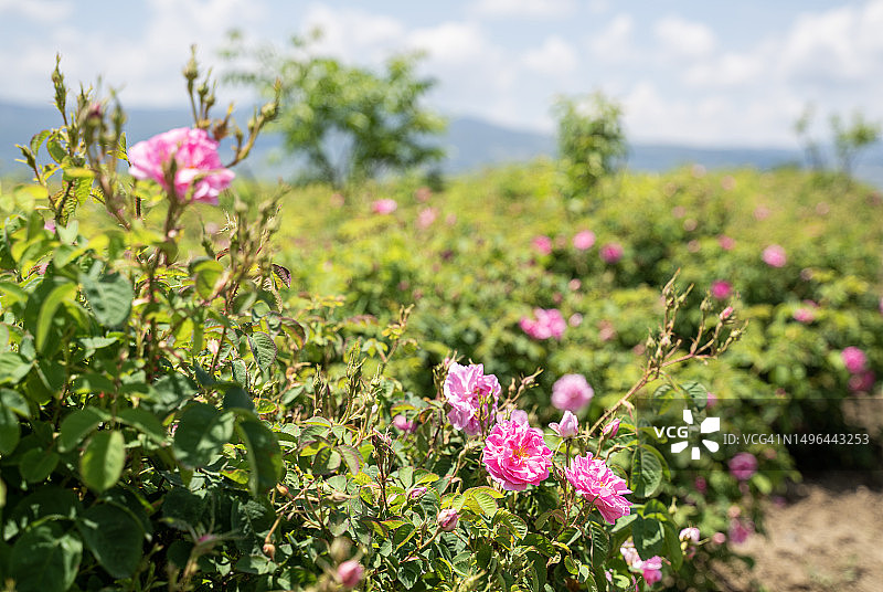 土耳其伊斯帕尔塔省居内肯特山谷的玫瑰花田图片素材
