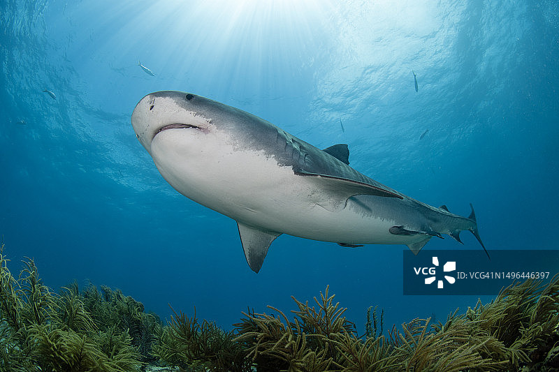虎鲨游过巴哈马暗礁图片素材