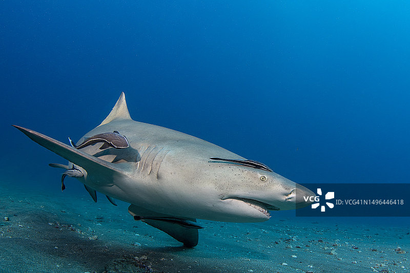 佛罗里达州木星附近的柠檬鲨图片素材