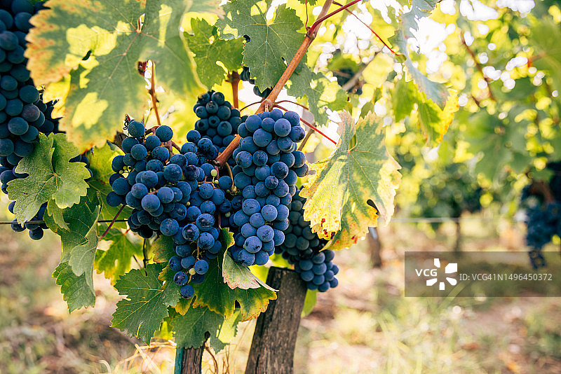 法国波尔多地区的成熟葡萄图片素材