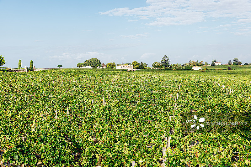 法国波尔多地区的葡萄园图片素材