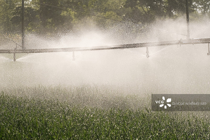 夏季白天田野里的作物灌溉图片素材