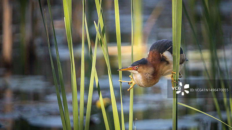 小麻鹭图片素材