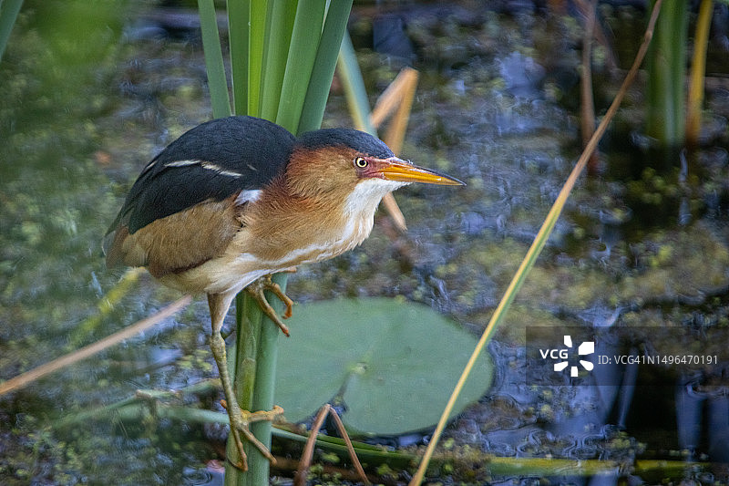 小麻鹭图片素材