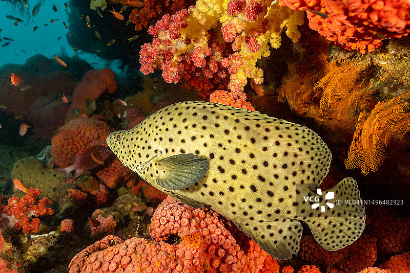 印度尼西亚特里同湾五彩珊瑚礁中的石斑鱼图片素材