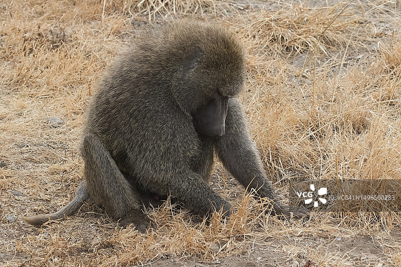 黄色狒狒图片素材
