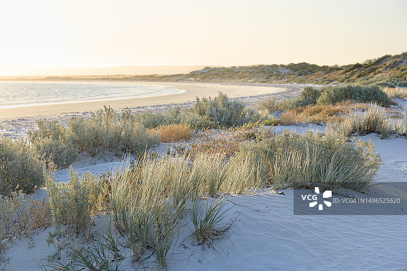 沙丘草与海滩，月光湾，艾尔半岛，南澳大利亚图片素材