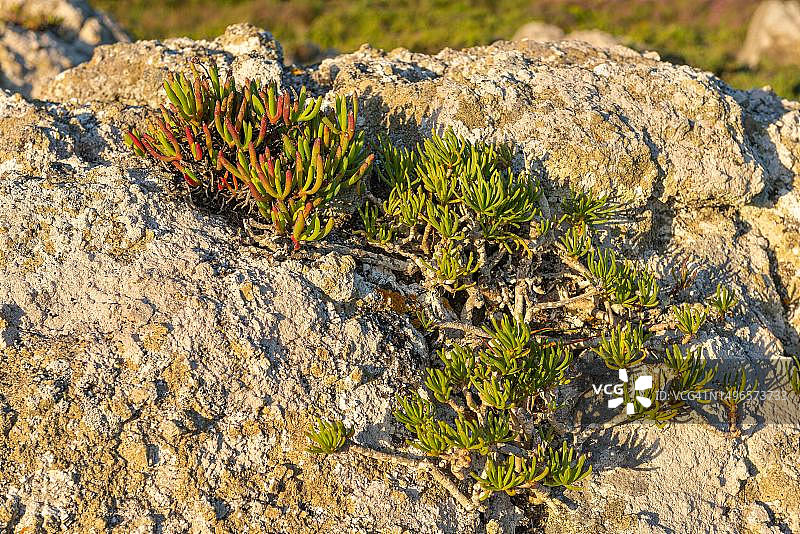 南非西开普省西海岸国家公园风光图片素材
