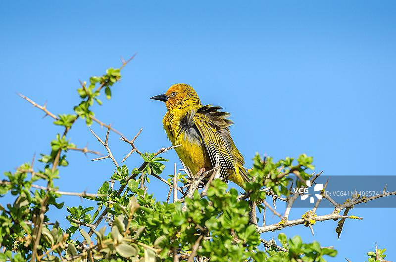 南非西海岸国家公园的开普敦织布鸟图片素材