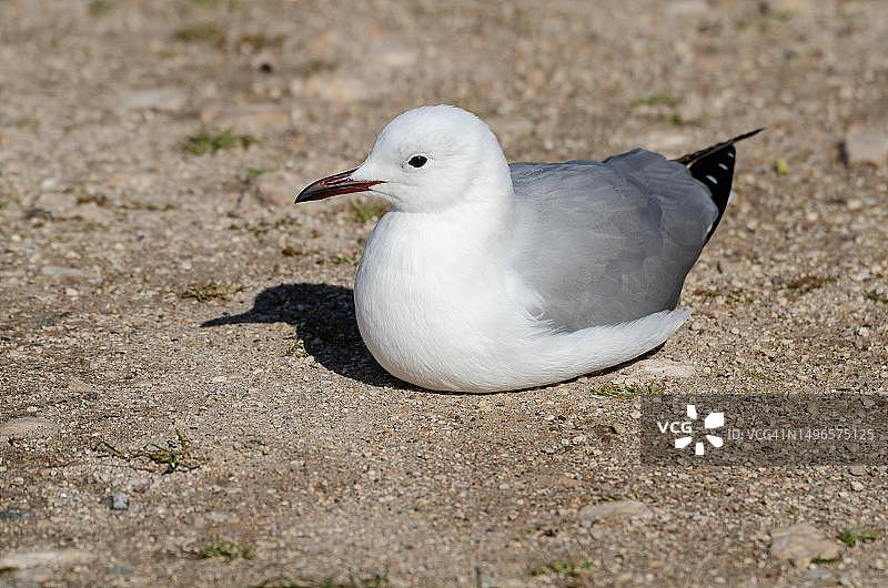 哈特劳布氏海鸥，南非西海岸国家公园图片素材
