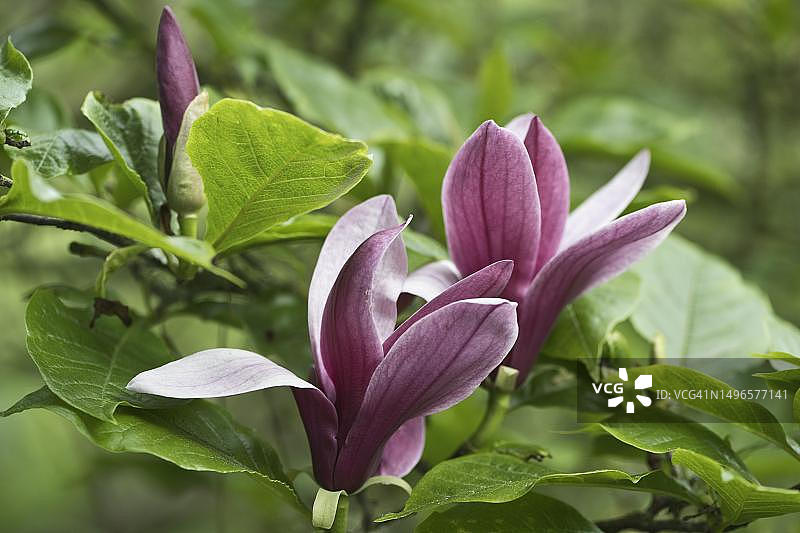 木兰花（Magnolia liliiflora Nigra），德国下萨克森州图片素材