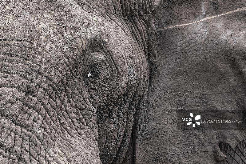 非洲象特写，位于南非夸祖鲁-纳塔尔省图片素材