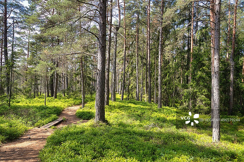 斯莫兰地区斯托尔莫斯国家公园的树木，位于瑞典延雪平省图片素材