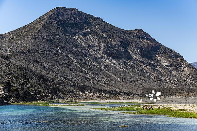 阿曼塞拉莱瓦迪阿绍克河中饮水的骆驼图片素材