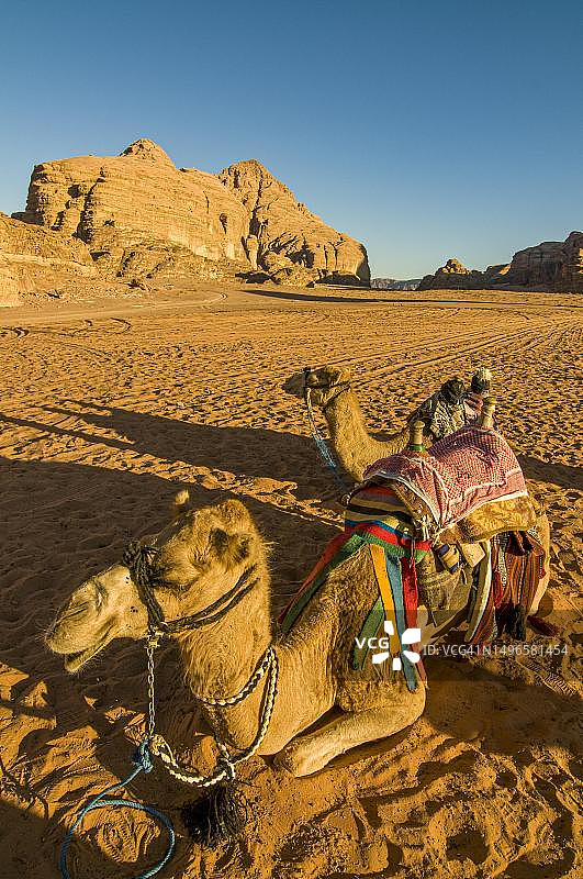 约旦瓦迪拉姆的休闲骆驼图片素材