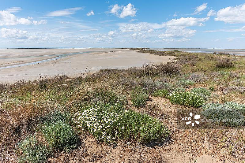 卡马格隆河三角洲泻湖的典型春季景观，法国普罗旺斯阿尔卑斯蓝色海岸罗讷河口阿尔勒圣玛丽德拉梅尔地区自然公园图片素材