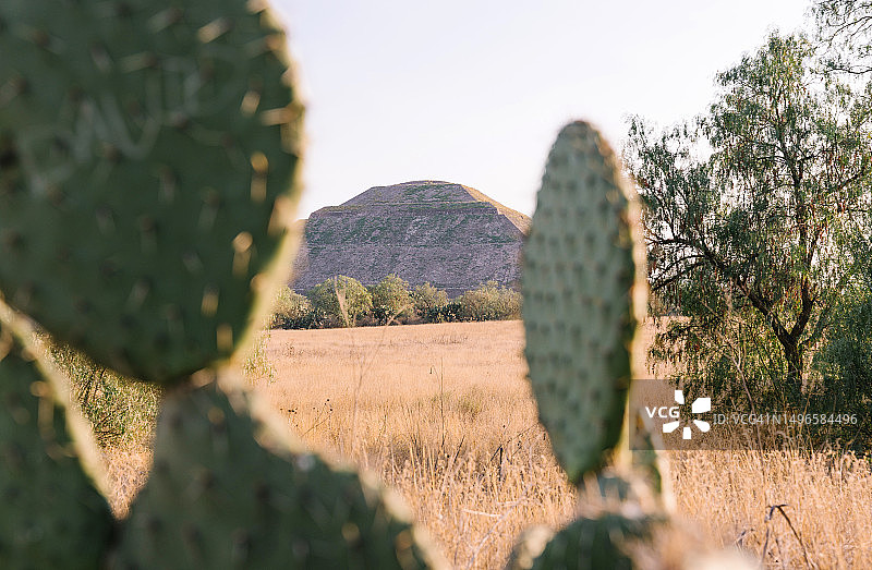透过仙人掌看太阳金字塔图片素材
