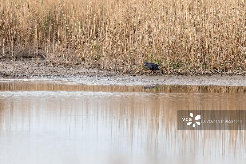 繁殖期的紫水鸡在自然栖息地芦苇床中（法国卡马格）图片素材