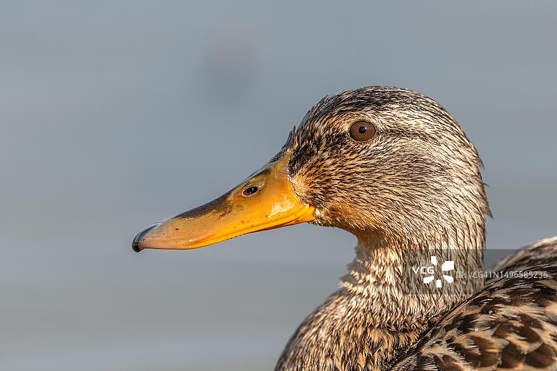 春季的绿头鸭画像，法国卡马格地区图片素材