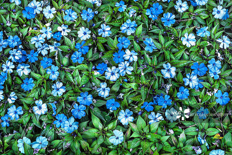 蓝色地被植物花朵图案图片素材