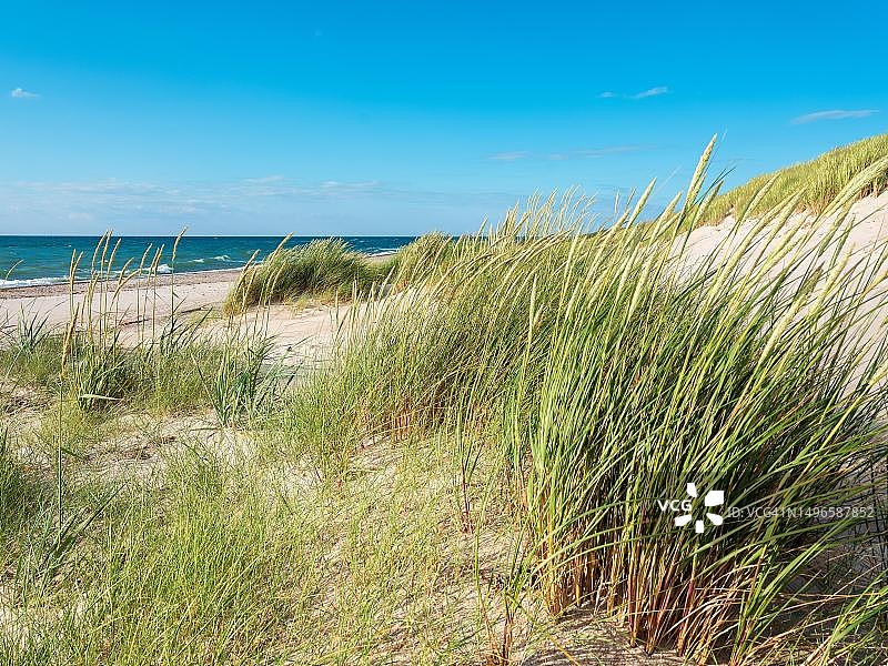 波罗的海沿岸的夏日：沙丘和海滩草，达尔斯半岛西海滩图片素材