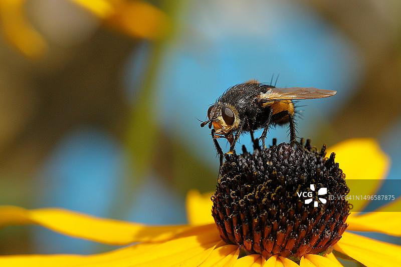 刺猬蝇（Tachina fera）在黄色锥花（Echinacea paradoxa）上采蜜，德国北莱茵-威斯特法伦州图片素材