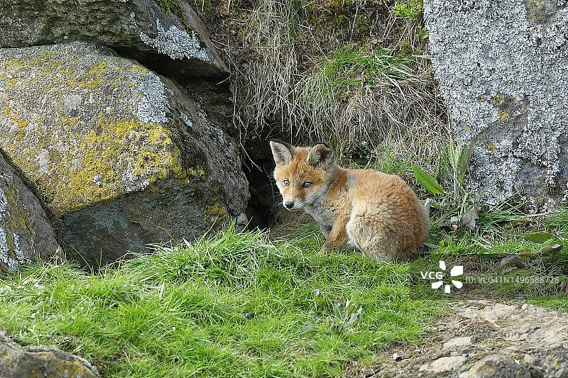 红狐幼崽，在德国北莱茵-威斯特伐利亚的巢穴前图片素材