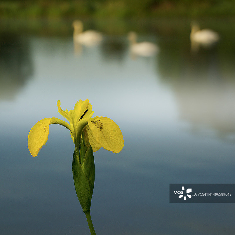 鸢尾花与天鹅图片素材
