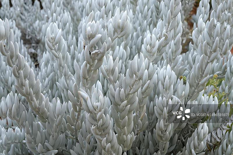 南非开普敦克斯滕博斯国家植物园的Pelargonium laxum图片素材