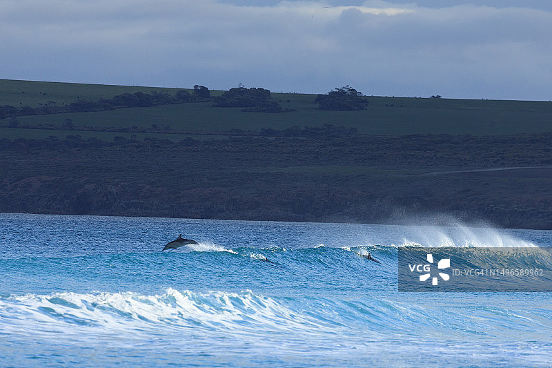 在冲浪中海豚，斯利福德湾，林肯国家公园，艾尔半岛，南澳大利亚图片素材