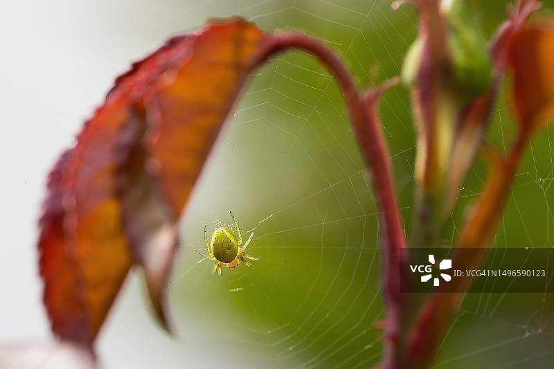德国黑森，玫瑰叶上结网的绿色小蜘蛛图片素材
