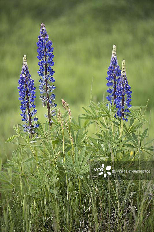 德国下萨克森州埃姆斯兰地区的羽扇豆图片素材