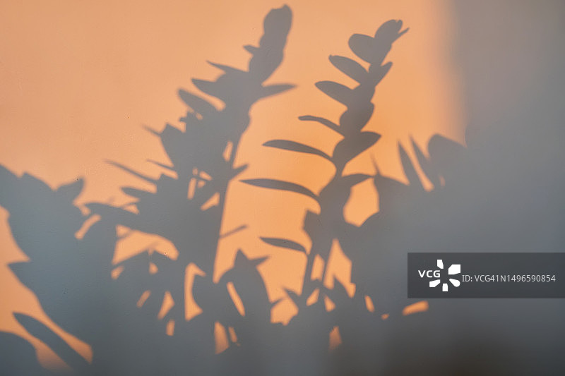 黎明阳光下家居植物阴影抽象背景图片素材