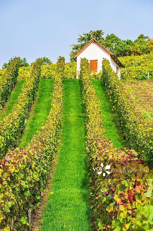 秋季葡萄园中的葡萄种植者小屋，葡萄酒产区，德国巴登-符腾堡州海尔布隆附近图片素材