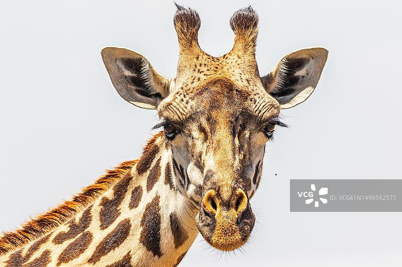 肯尼亚马赛马拉国家保护区凝视镜头的长颈鹿特写图片素材