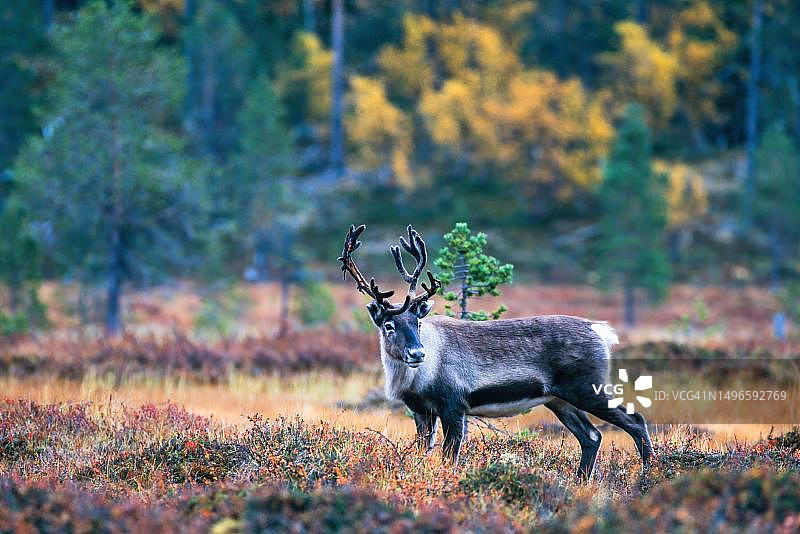 瑞典拉普兰秋色森林中的驯鹿图片素材